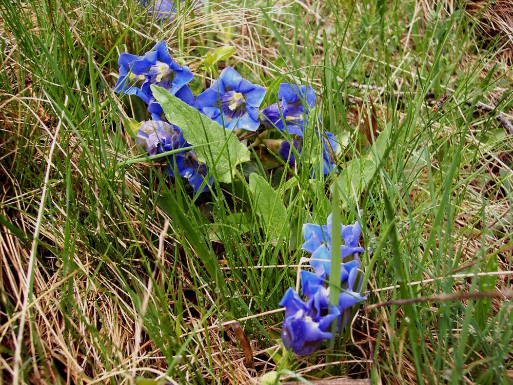 Fiori montani dalla Valle d''Aosta